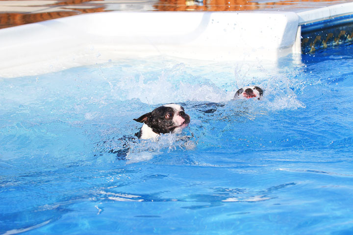 Boston Terriers Swimming Boston Terriers Swimming