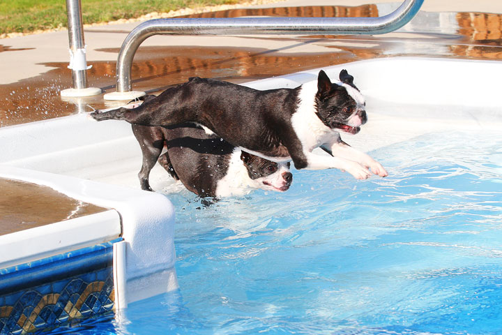 Boston Terriers Swimming Boston Terriers Swimming