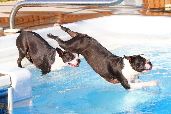 Boston Terriers Swimming Boston Terriers Swimming
