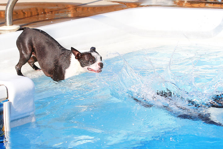 Boston Terriers Swimming Boston Terriers Swimming