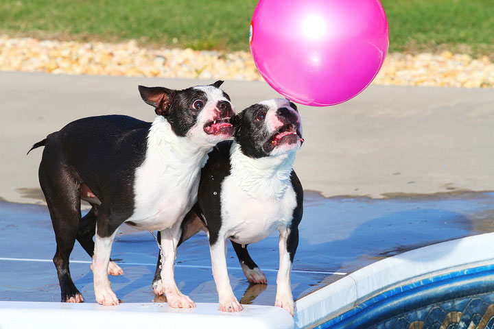 Boston Terriers Swimming Boston Terriers Swimming