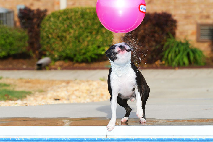 Boston Terriers Swimming Boston Terriers Swimming