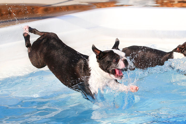 Boston Terriers Swimming Boston Terriers Swimming