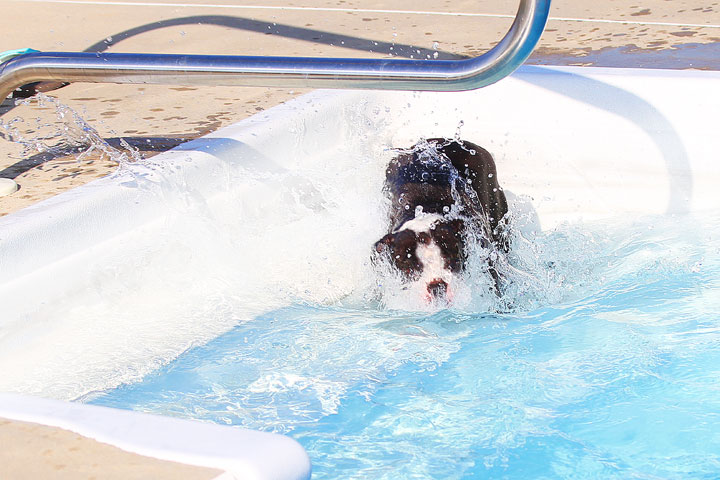Boston Terriers Swimming Boston Terriers Swimming