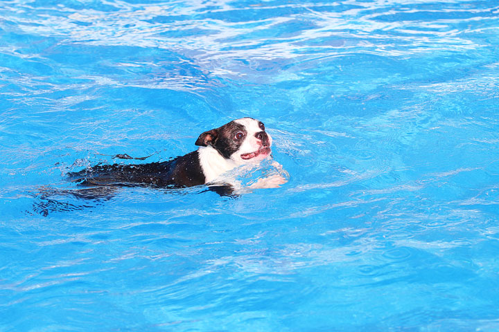 Boston Terriers Swimming Boston Terriers Swimming