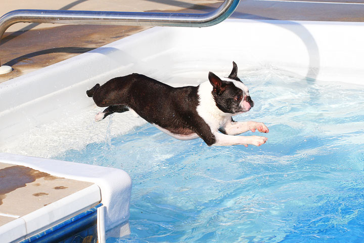 Boston Terriers Swimming Boston Terriers Swimming