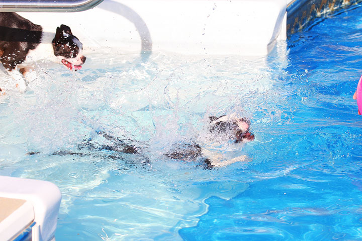 Boston Terriers Swimming Boston Terriers Swimming