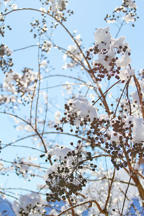 Snowy Tree Image of a Snowy Tree