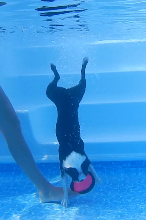 How to train your dog to DIVE to the bottom of a swimming pool!