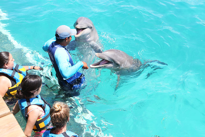 Swimming with the Dolphins in Cancun, Mexico. #travel #cancun #mexico