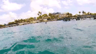 Swimming with the Dolphins in Cancun, Mexico. #travel #cancun #mexico