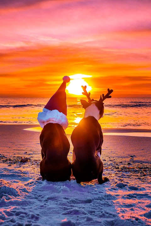 Image of Miley & Howie at the Beach on Christmas