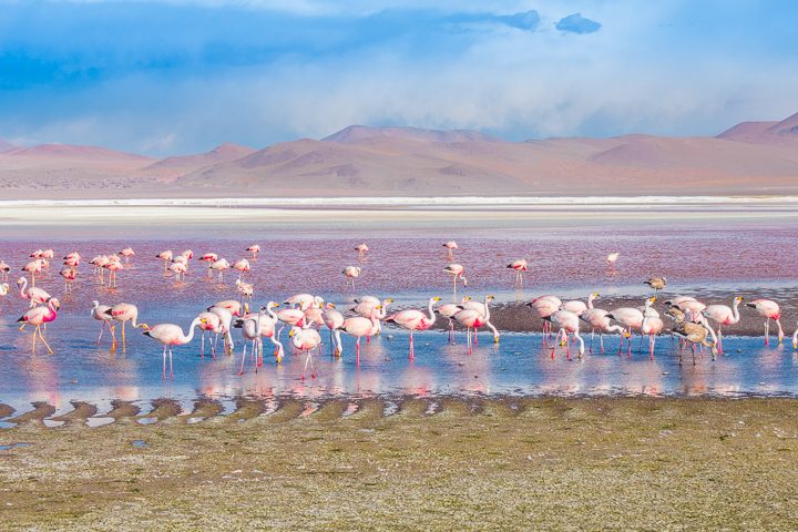 How to visit the Uyuni Salt Flat in Bolvia. It's easier than you think! Here's everything you need to know... Salar de Uyuni, Bolivia