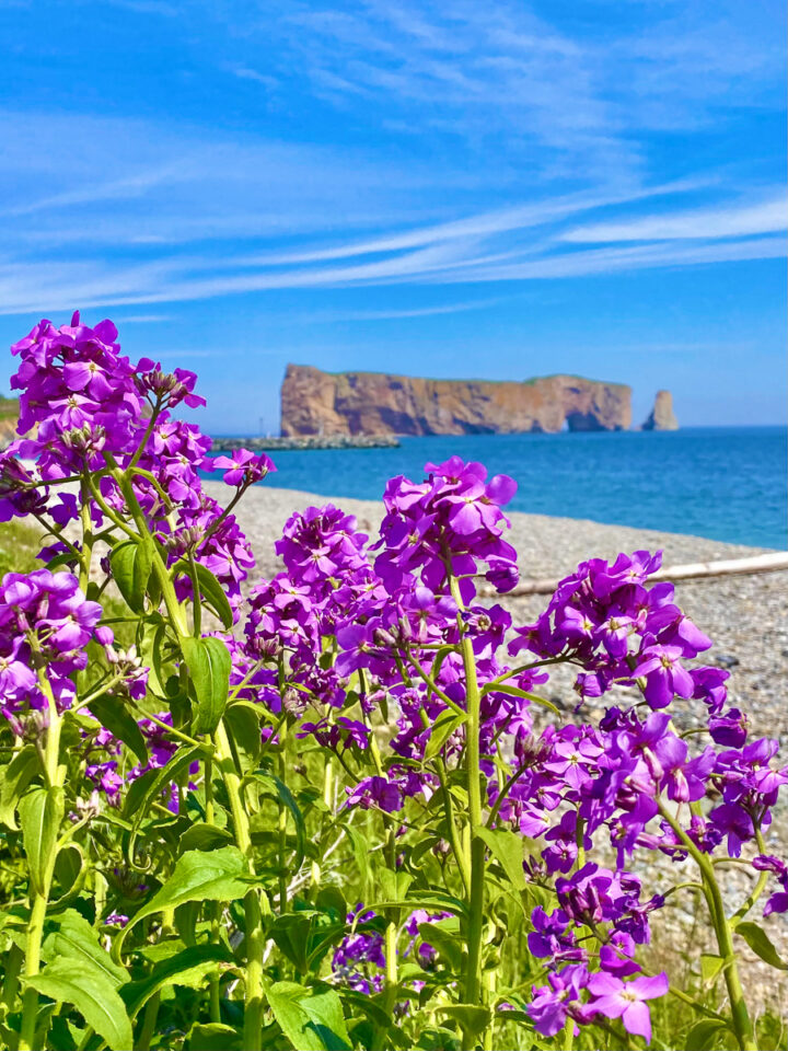 Percé rock with purple flowers